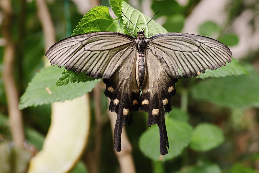 vlinder vlinders hdr insect insecten nederland uitheems Lepidoptera rups rupsen vlindertuin natuur